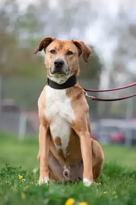 Ben – Rhodesian Ridgeback – Bild 6