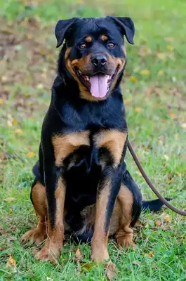 Tiger – Rottweiler – Bild 5