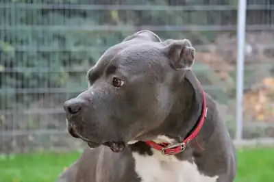 Björn – Staffordshire Bullterrier – Bild 3