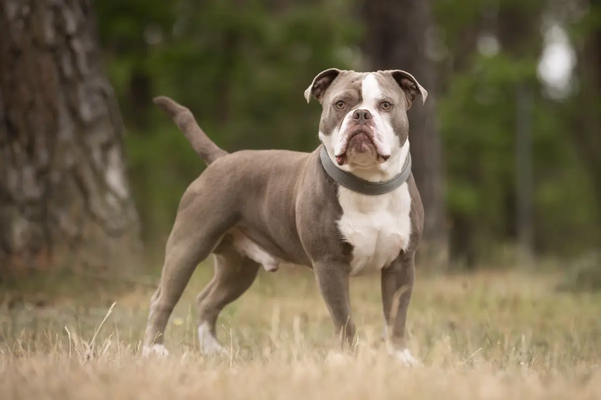 Buddy - Englische Bulldogge - Bild 2