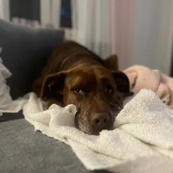 Labrador Retriever-Mix Vitto