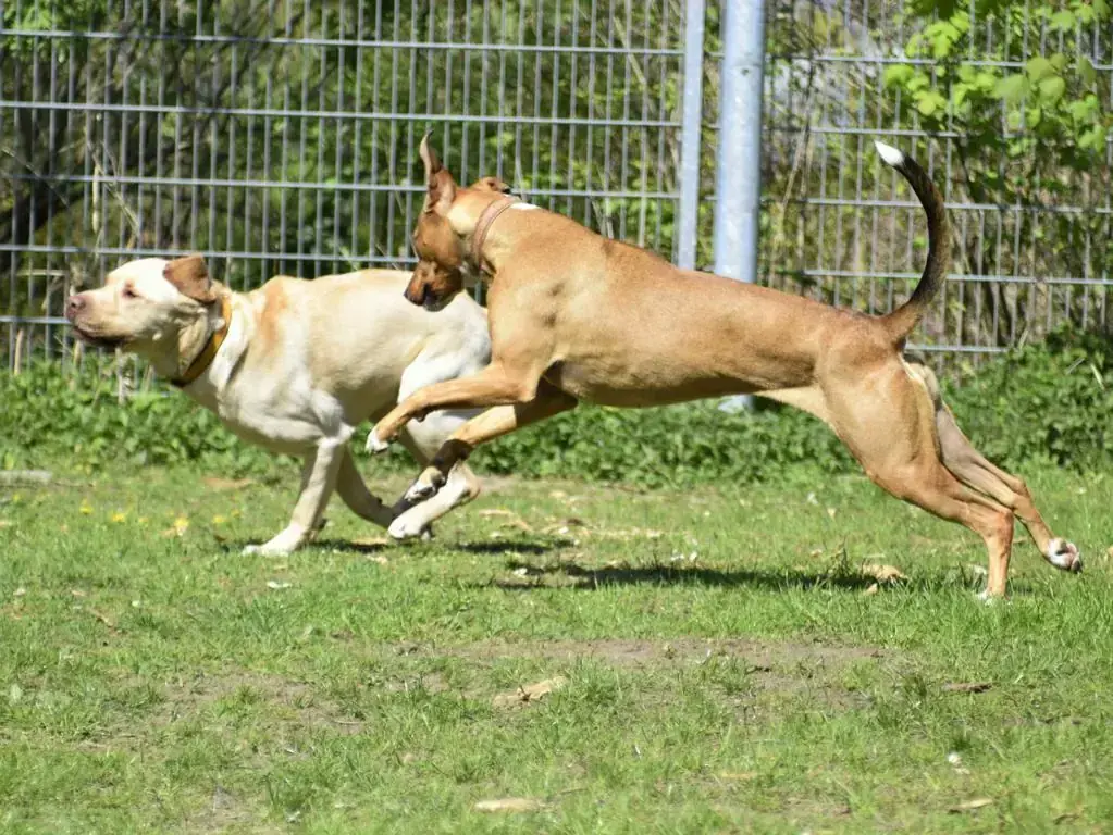 Sammy - Labrador Retriever - Bild 4