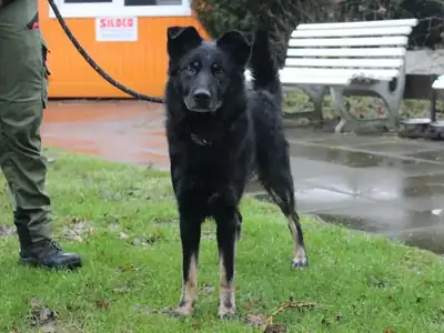 Arthus – Deutscher Schäferhund – Bild 2