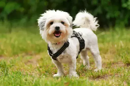 Barbie - Shih Tzu - Bild 1