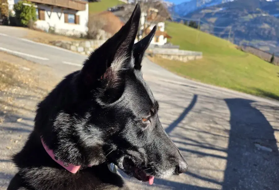 Blacky - Deutscher Schäferhund - Bild 1