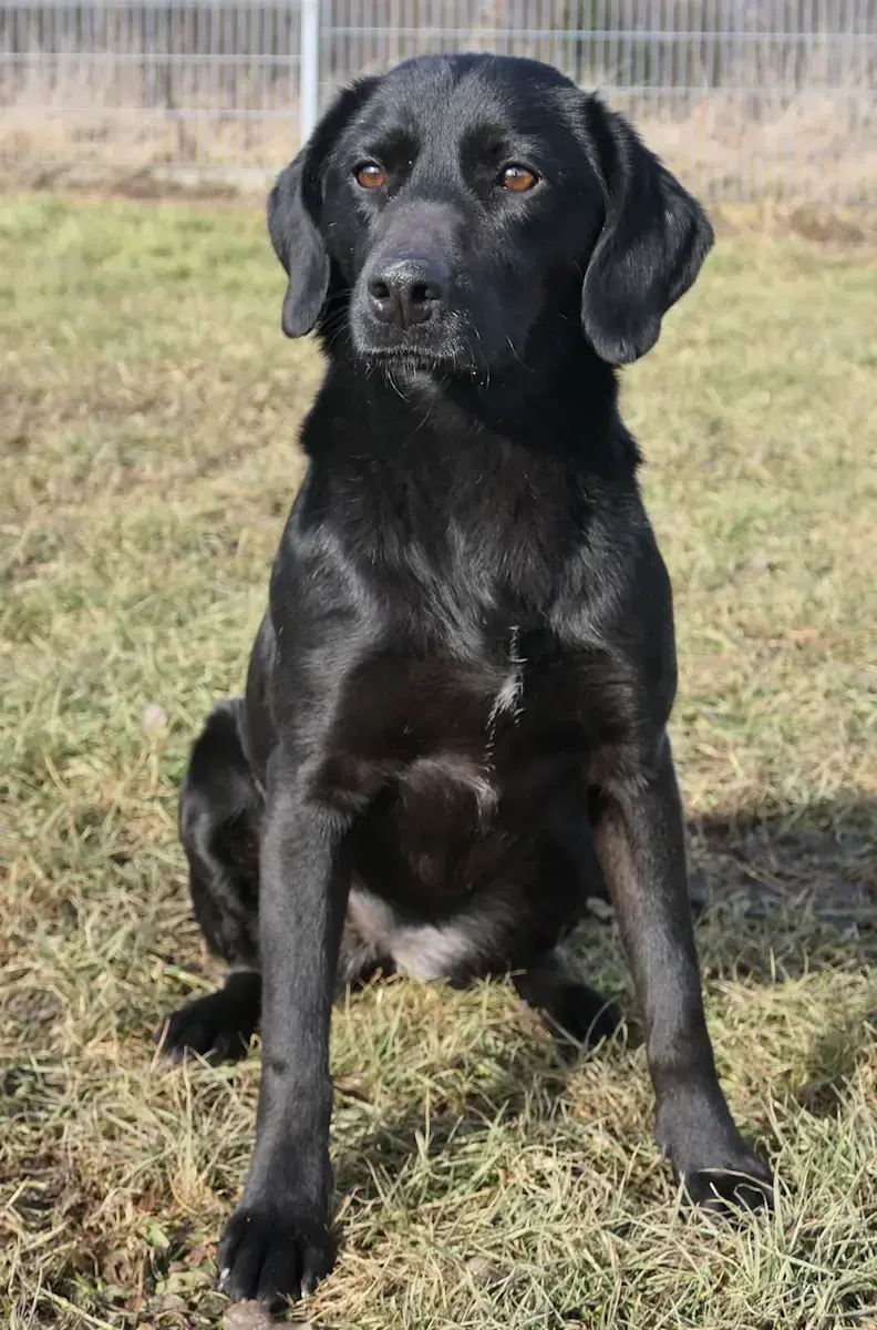 Zora - Labrador Retriever - Bild 2