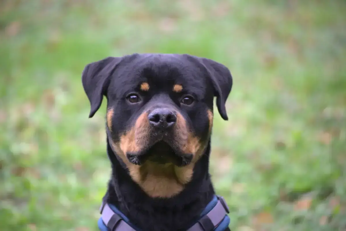 Loki - Rottweiler - Bild 1