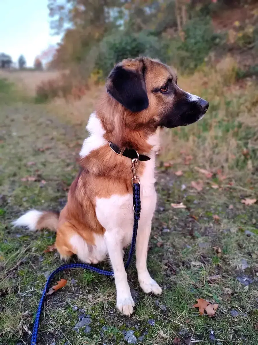 Buddy -  - Bild 1