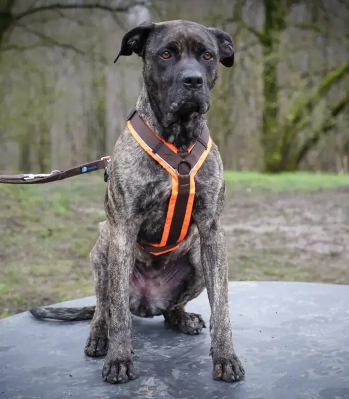 Cora - Dogo Canario - Bild 15