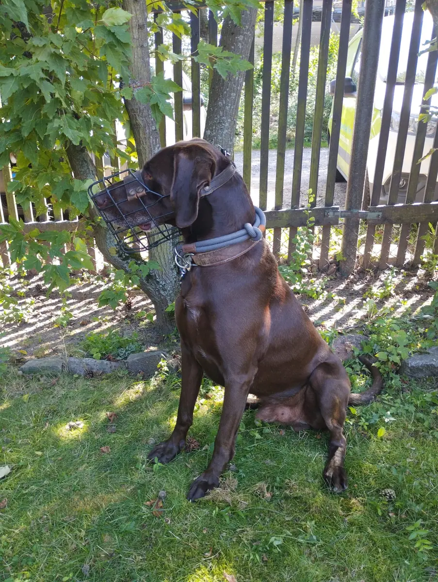 Buddy - Deutsch Kurzhaar - Bild 6