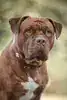 Alfi – Staffordshire Bullterrier – Bild 3