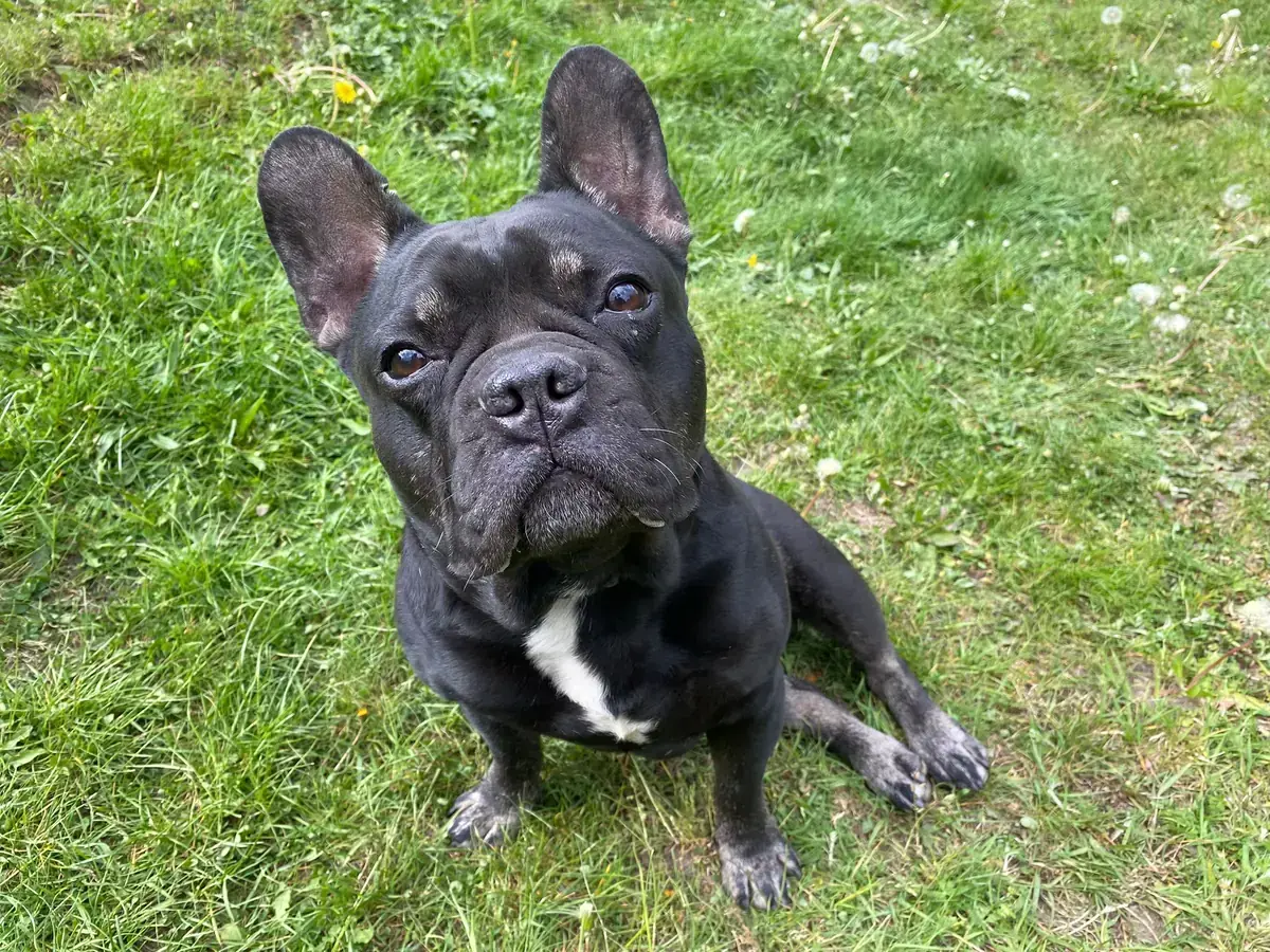 Dustin - Französische Bulldogge - Bild 4