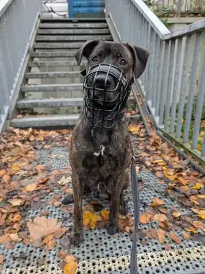 Flash – Deutscher Schäferhund – Bild 2