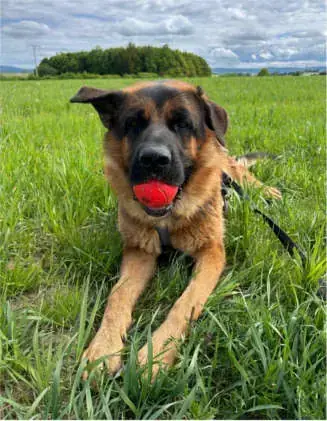 Willy - Deutscher Schäferhund - Bild 1