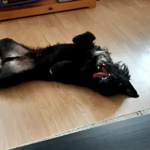 Pepper -  - Bild 2
