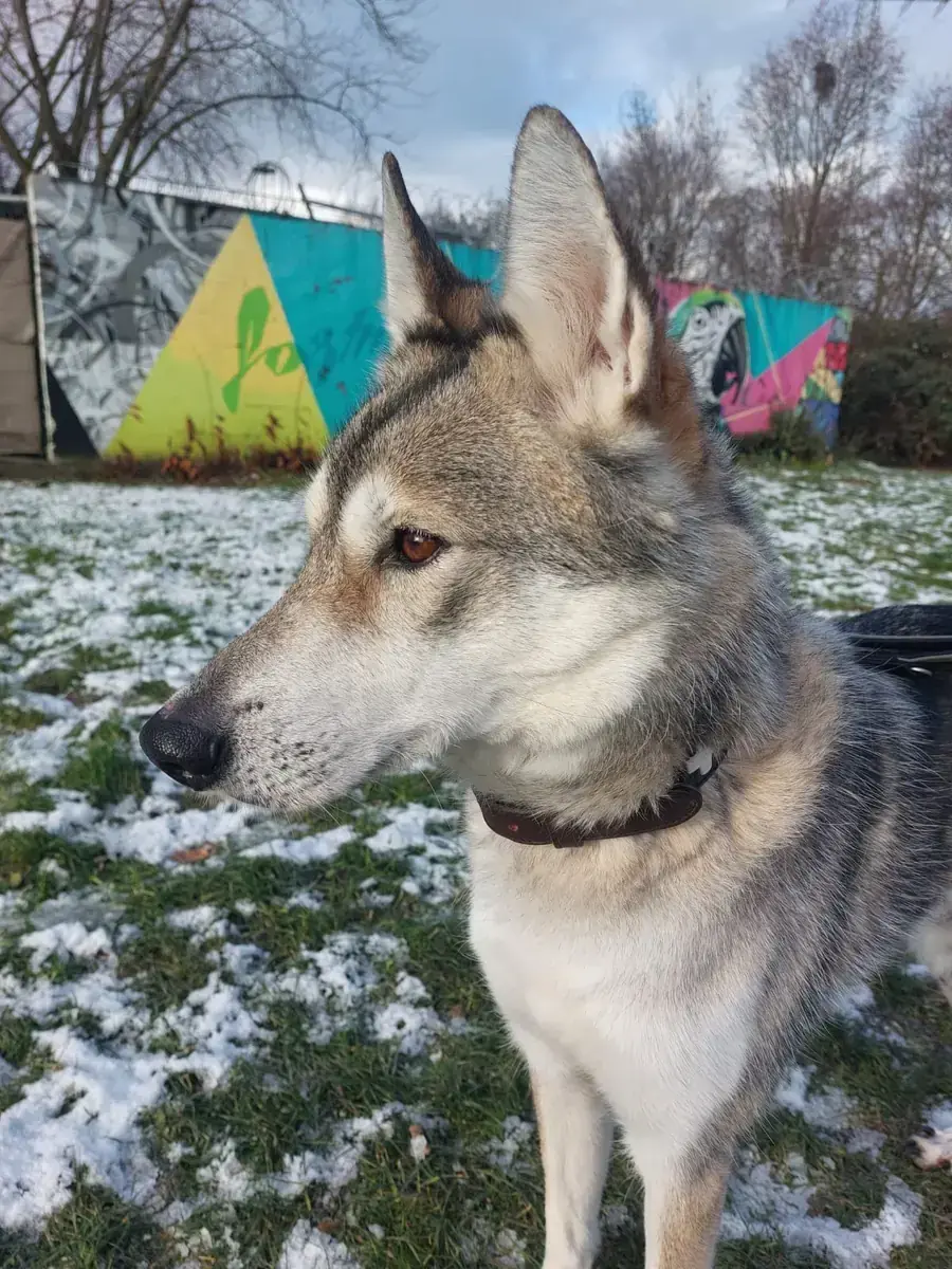 Askan - Siberian Husky - Bild 4