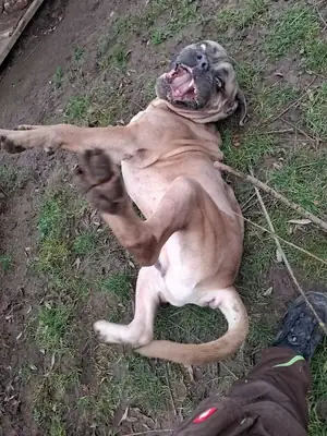 Byron – Cane Corso Italiano – Bild 6