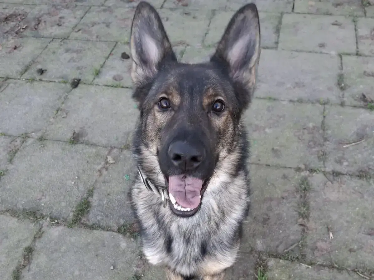 Deutscher Schäferhund Blue