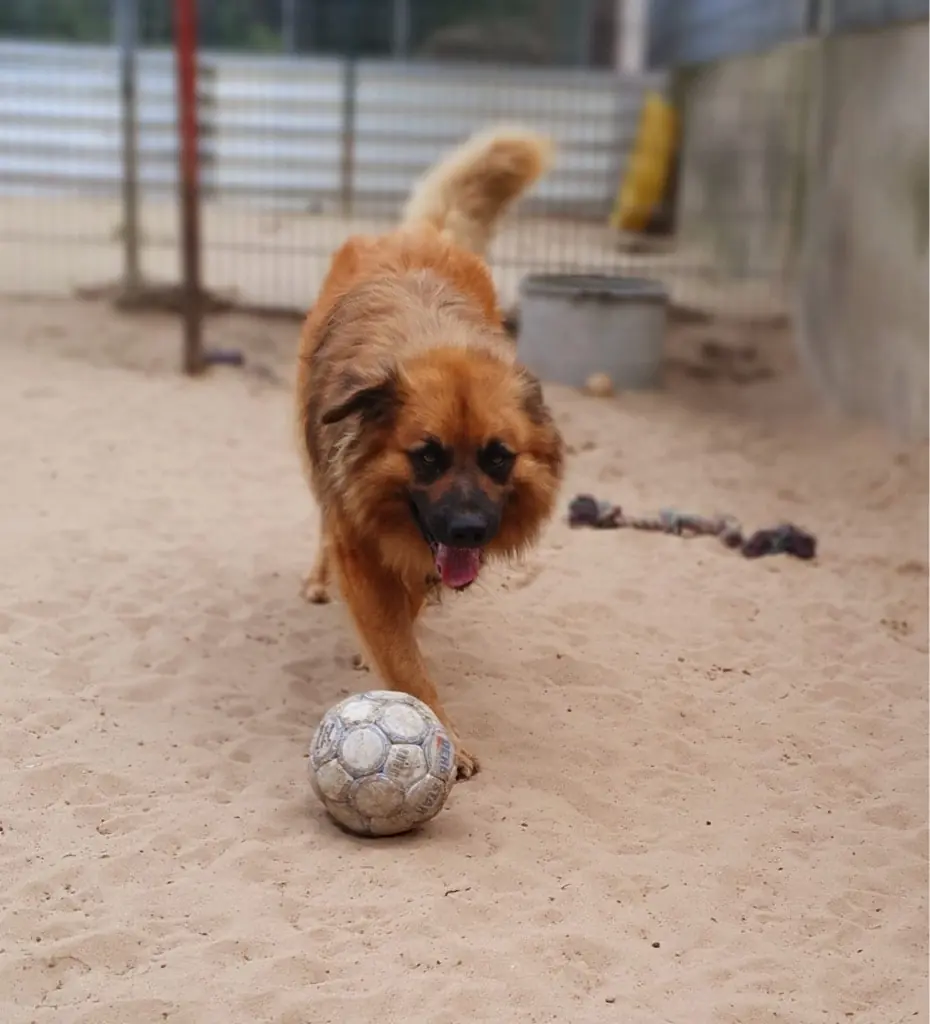 Spike -  - Bild 2