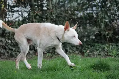 Dylan – Hund – Bild 7
