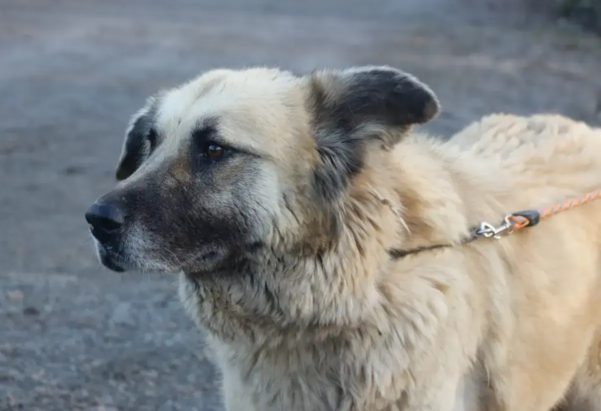 Lola -  - Bild 3