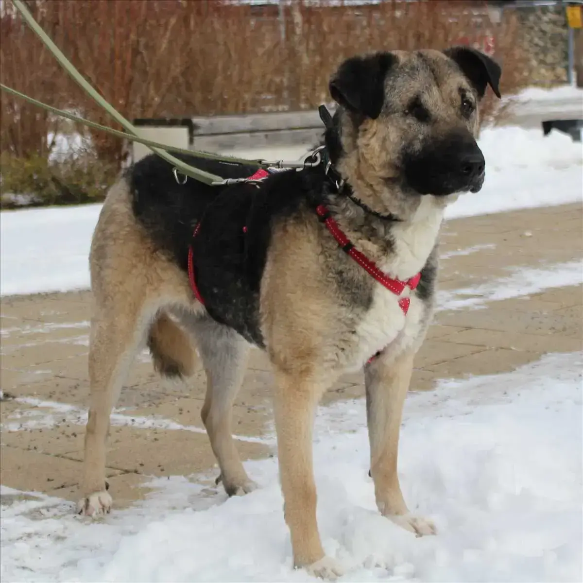 SOFIE -  - Bild 2