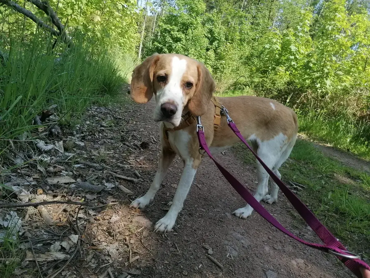 Liesel - Beagle - Bild 5