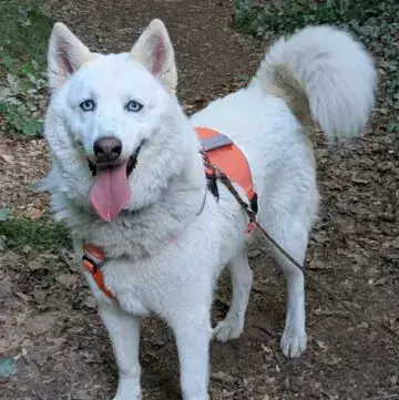 Siberian Husky, Alaskan Malamute Jato