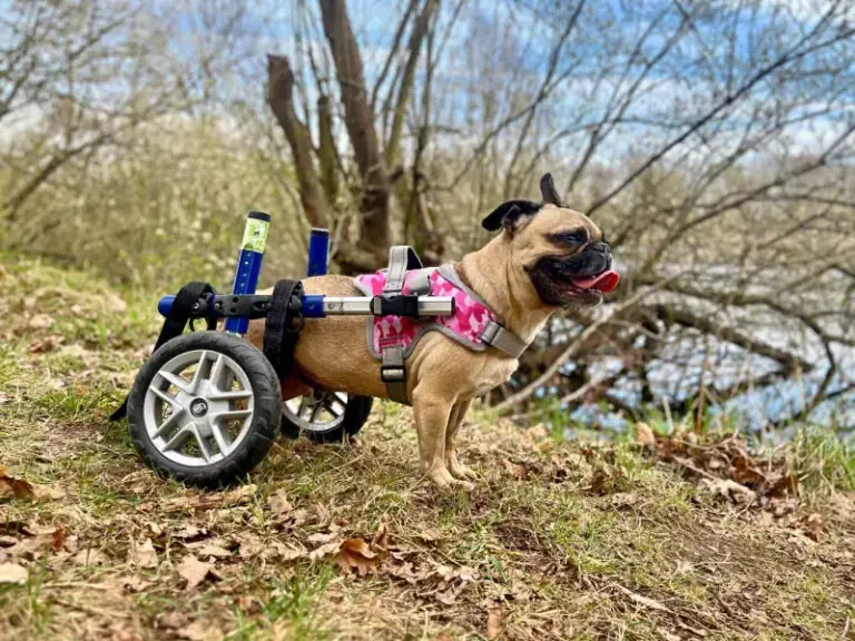 Sandy - Französische Bulldogge - Bild 34