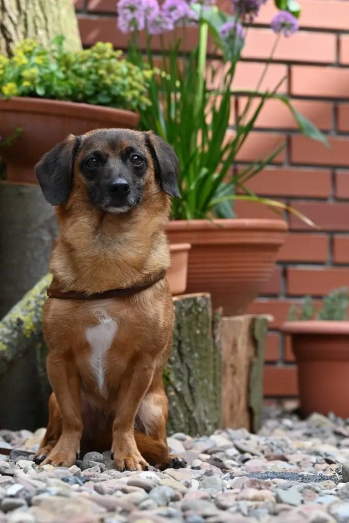 Carmelita - Dackel - Bild 3