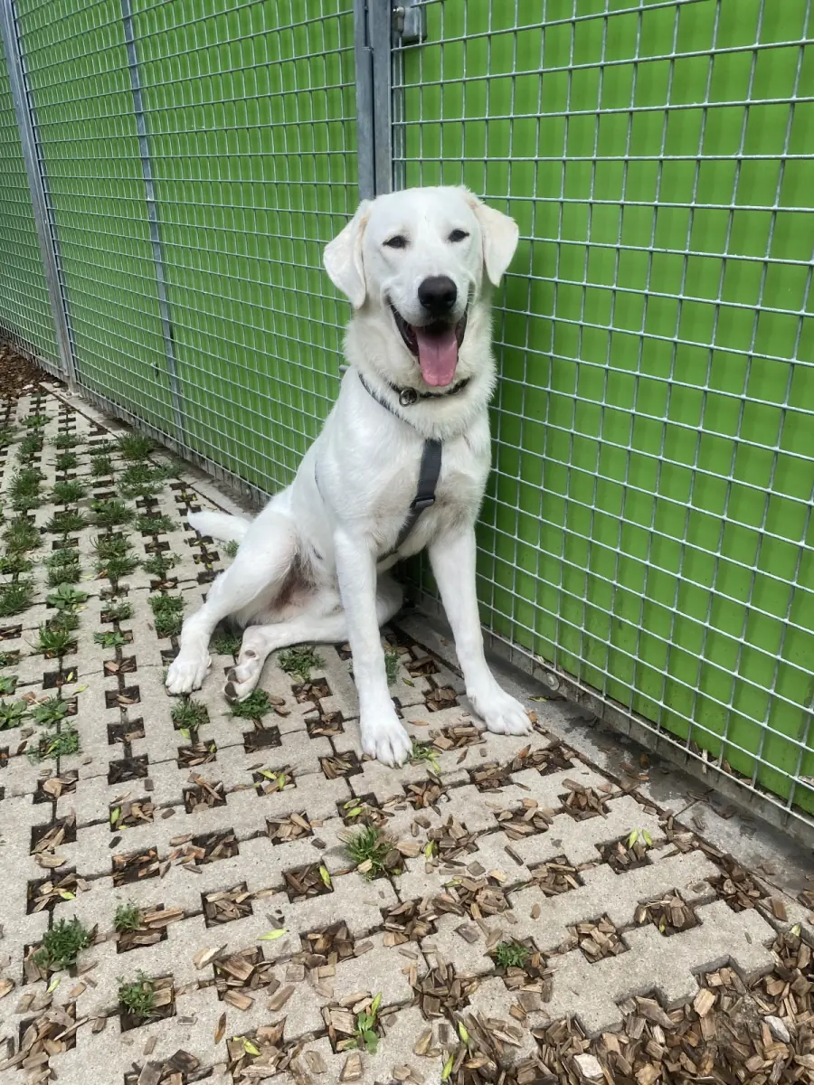 Simon -  - Bild 4