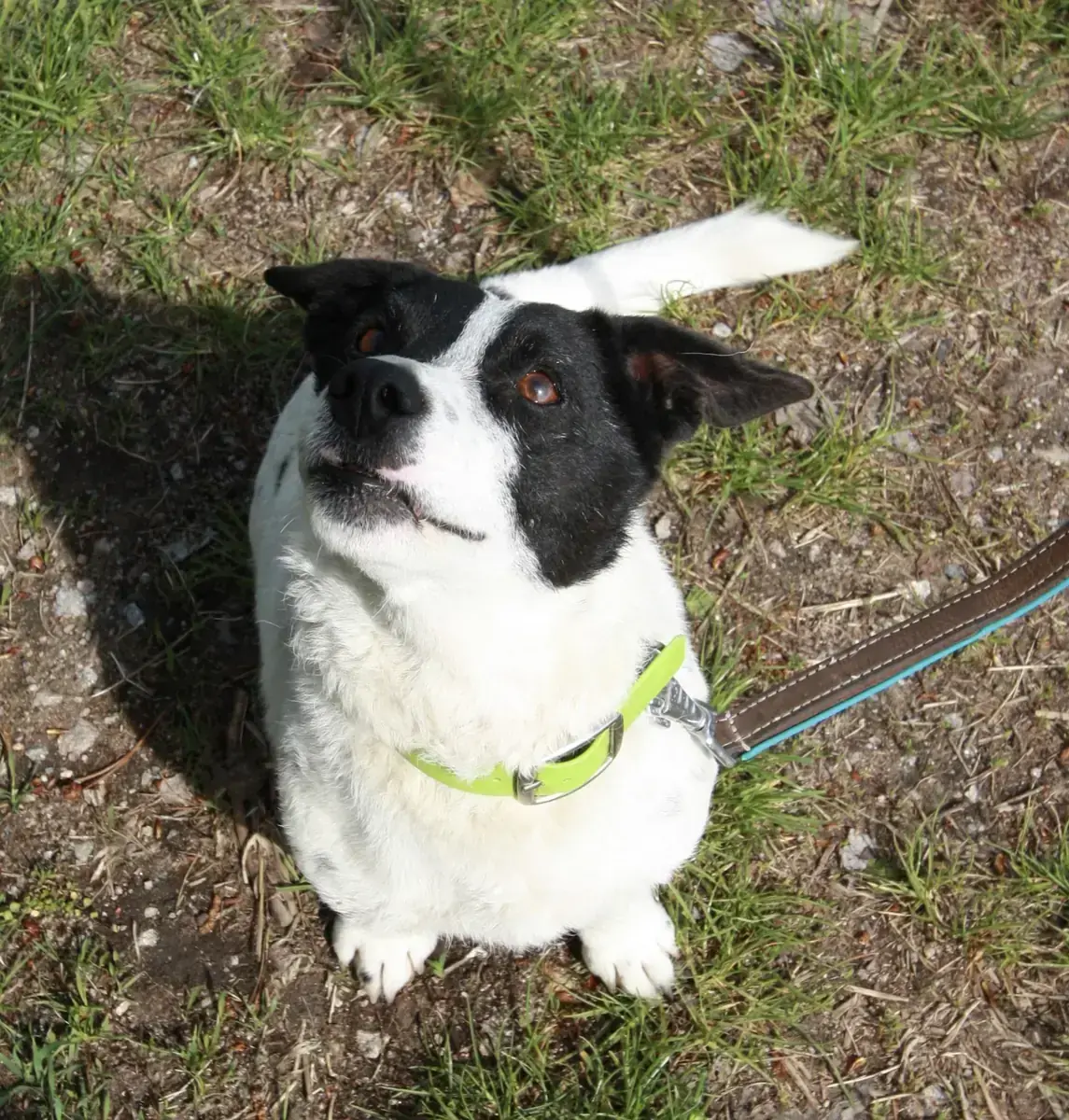 Hugo -  - Bild 3