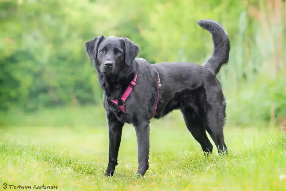 Nala - Labrador Retriever - Bild 2