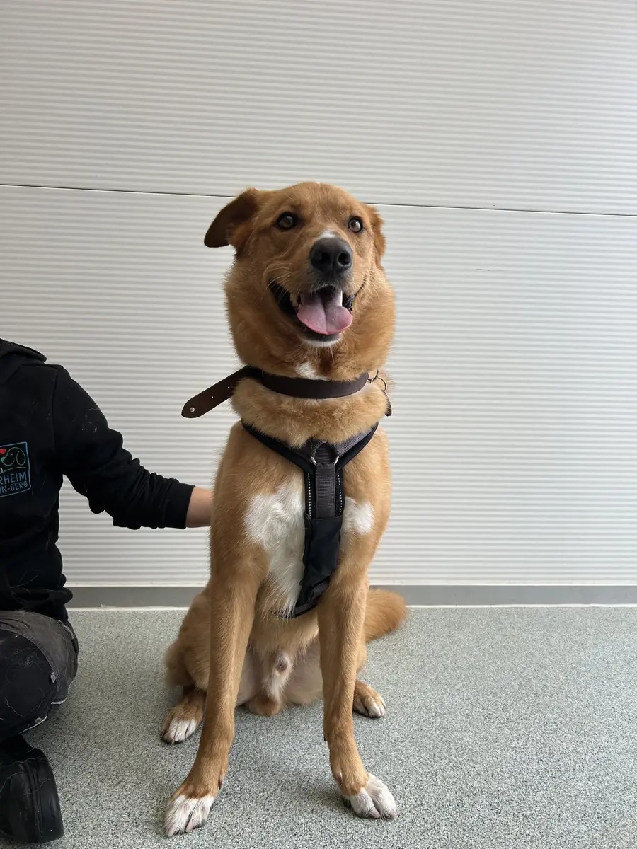 Teddy - Labrador Retriever, Siberian Husky - Bild 2
