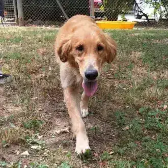 Rishka – Golden Retriever – Bild 2