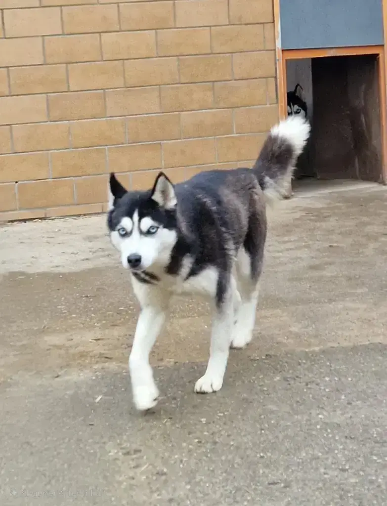 Najad – Siberian Husky – Bild 2
