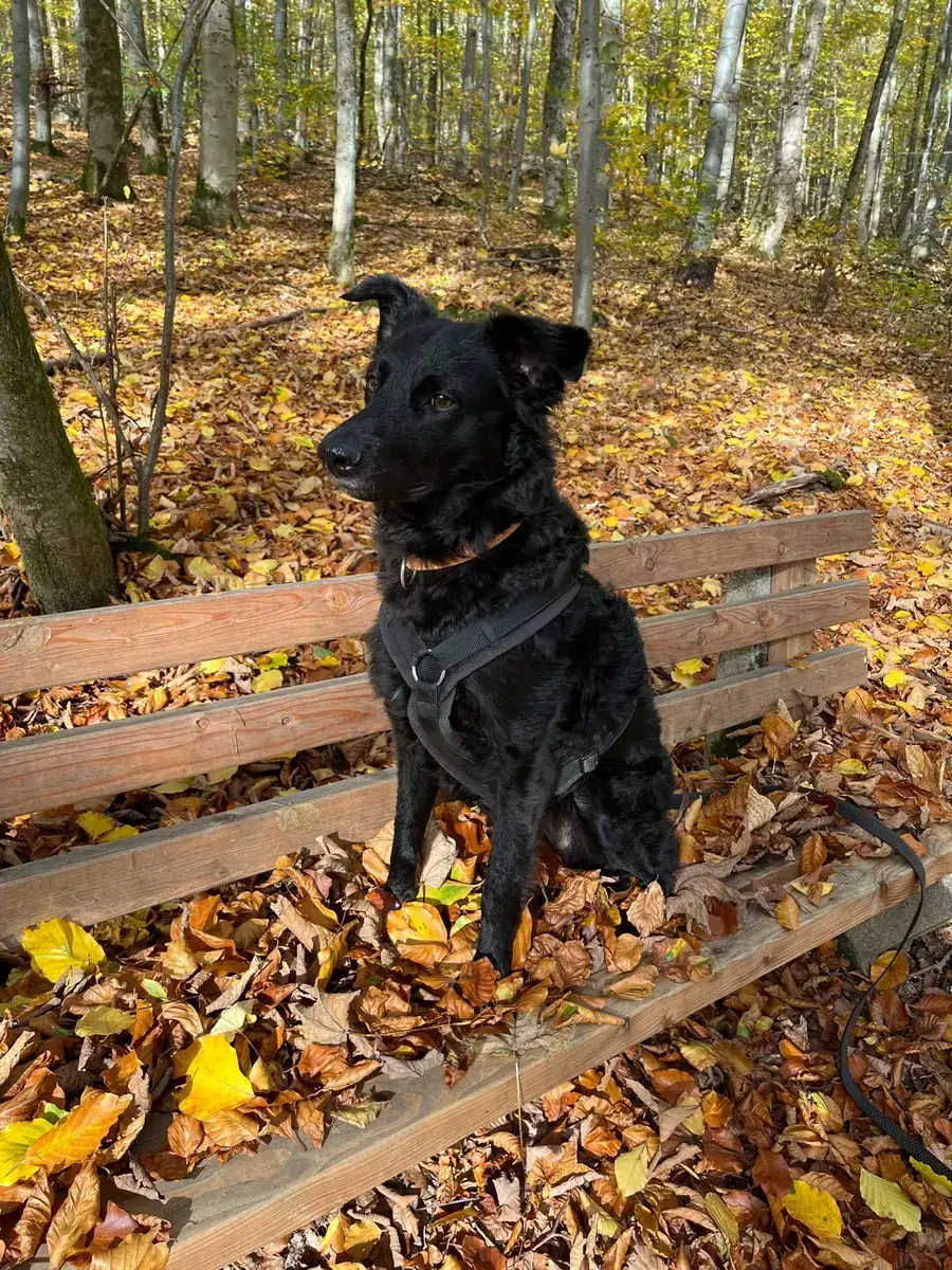 Hund Lia