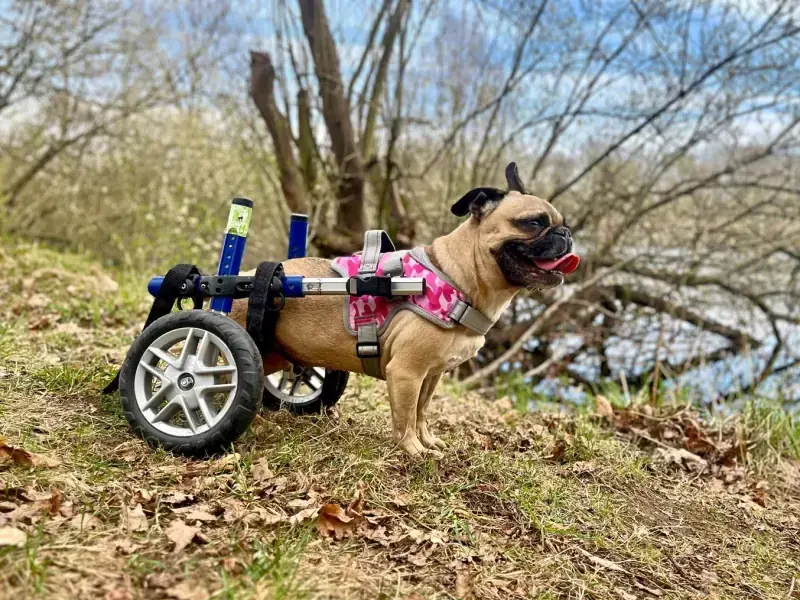 Sandy - Französische Bulldogge - Bild 33