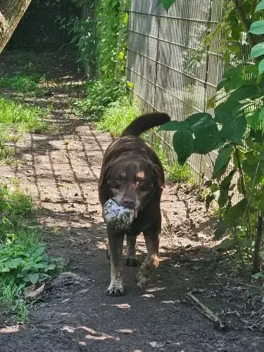 Ollek - Labrador Retriever - Bild 3