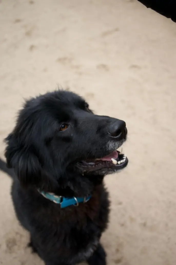 Benni -  - Bild 4