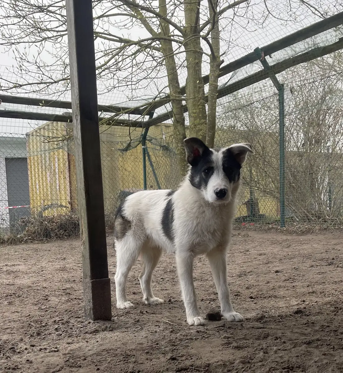 Ruby -  - Bild 4