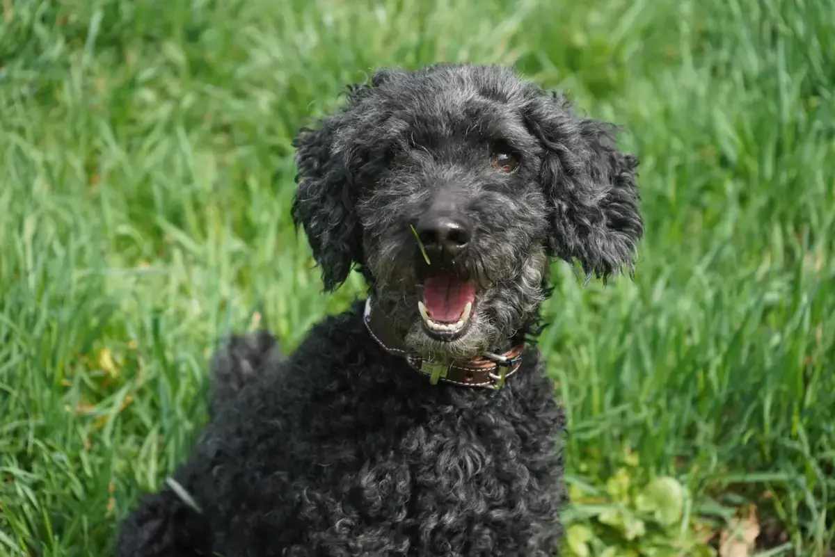 Blacky - Pudel - Bild 7