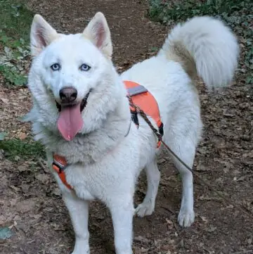 Jato - Siberian Husky, Alaskan Malamute - Bild 1