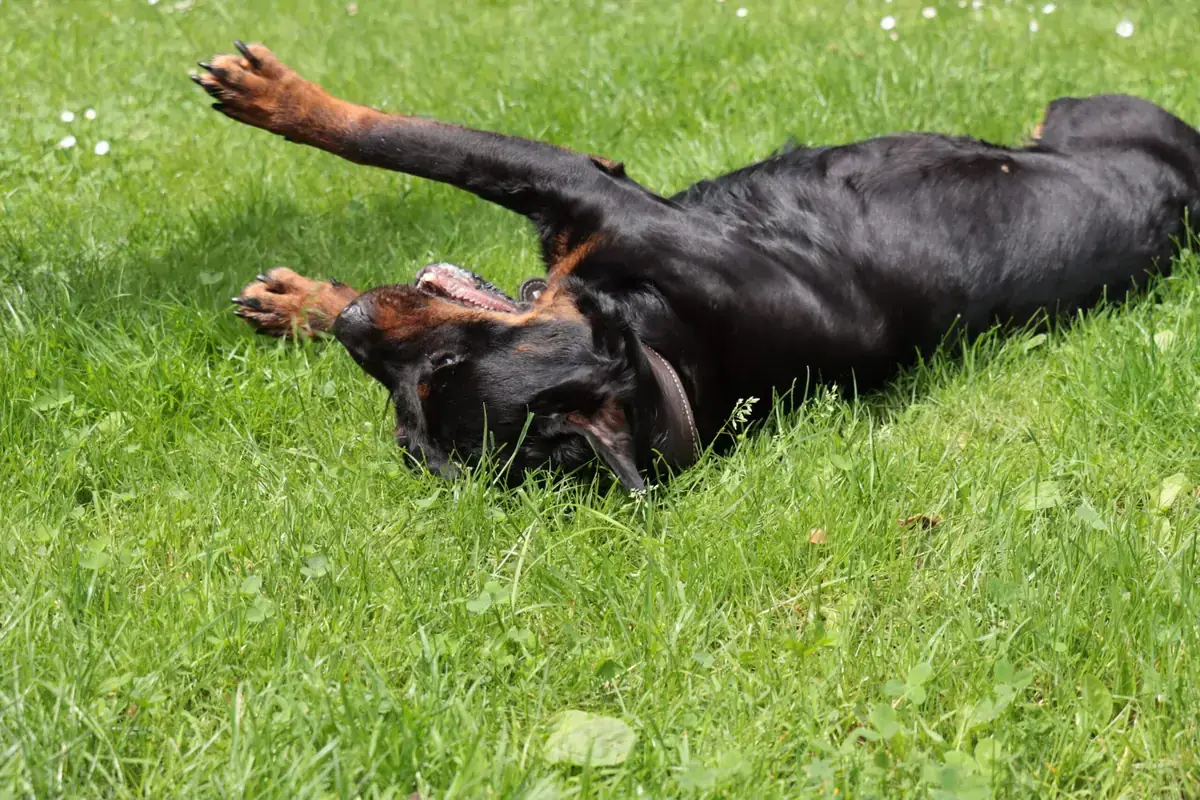 Oxana - Rottweiler - Bild 1