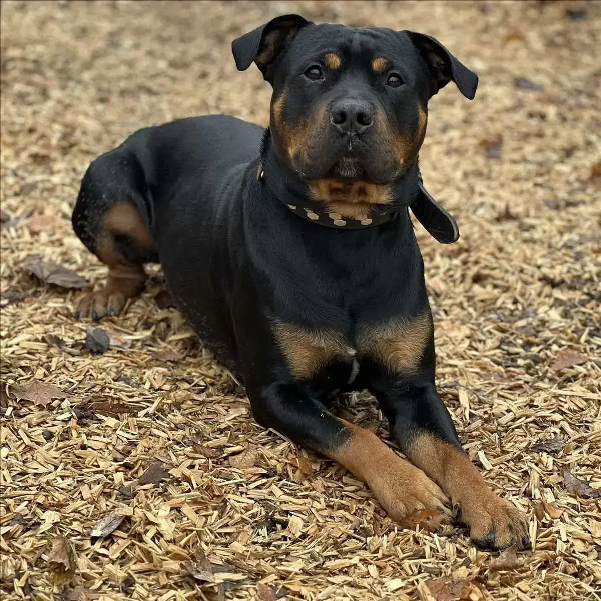 Rottweiler-Mix Ronny