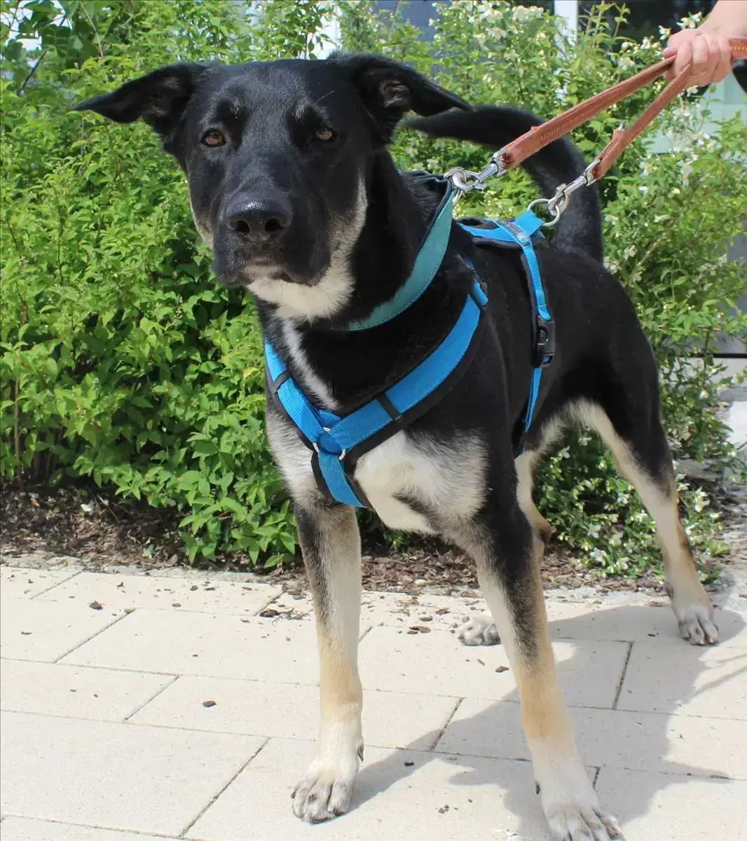Ricky - Deutscher Schäferhund - Bild 2
