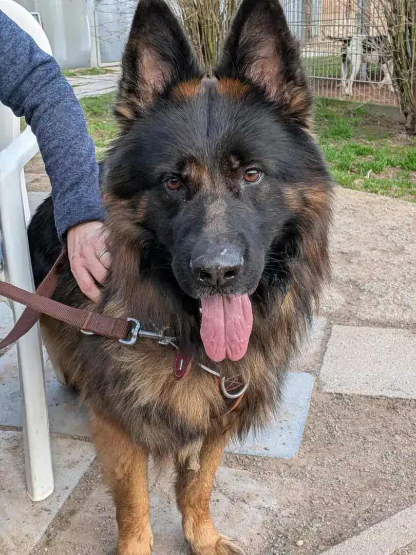 Rex - Deutscher Schäferhund - Bild 3