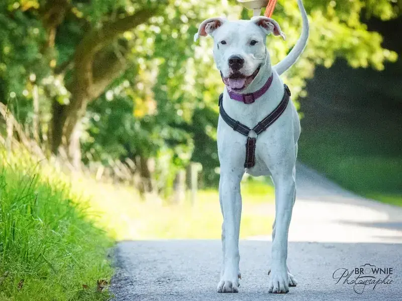 Bonny - Dogo Argentino - Bild 20