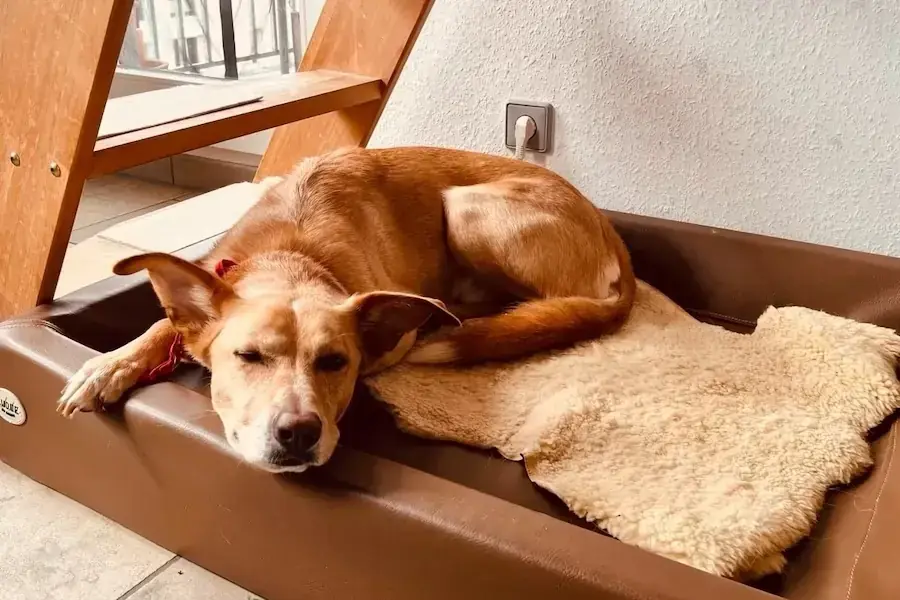 Bruno -  - Bild 4