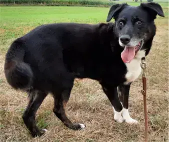 Sammy - Border Collie - Bild 2